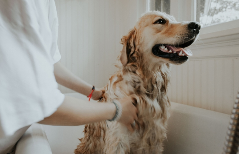 5 tips som gör hundbadet enklare