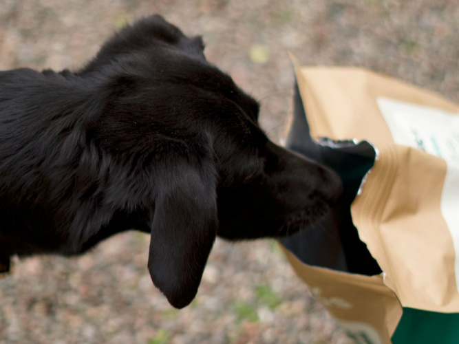 Spannmåls- och glutenfri kost för din hund