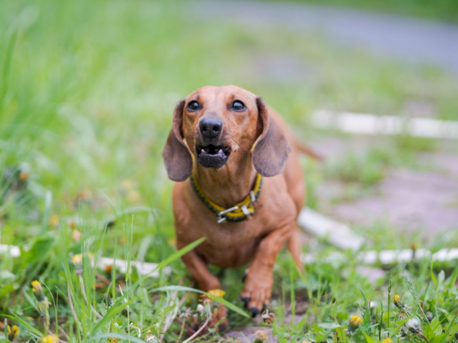 När hunden morrar – ett varningsljud vi borde vara tacksamma för