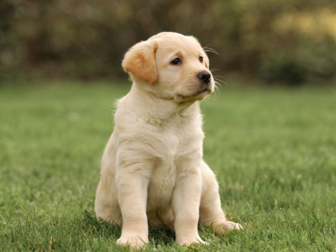 Introducera valpen till familjens hundar