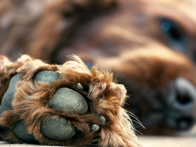 Klobrott - Skadad klo hos hund