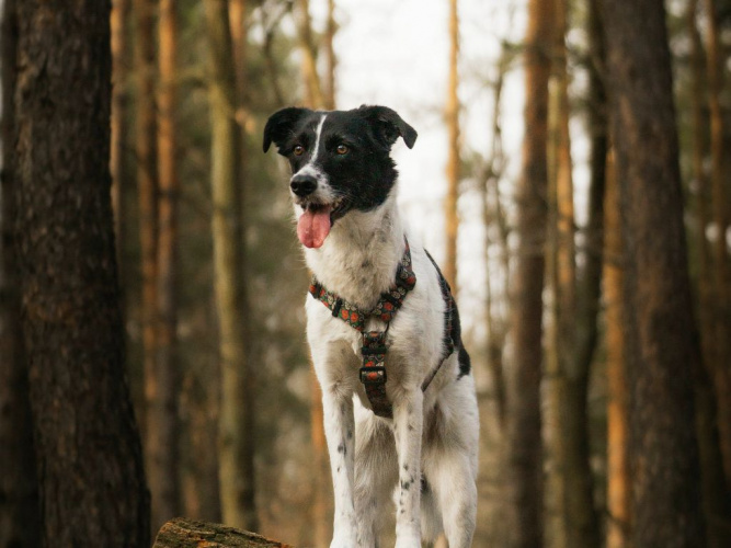 Hjälp din hund att gå ner i varv