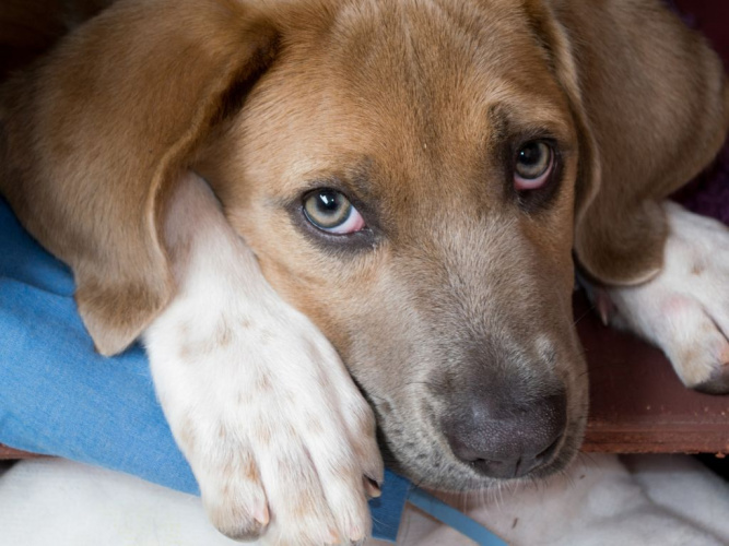 Mag- och tarmproblem hos hundar