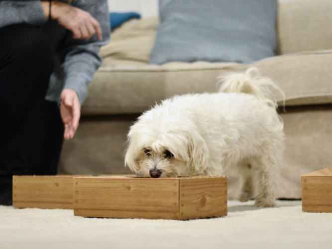 Nose Work – ett enkelt sätt att aktivera hunden hemma!