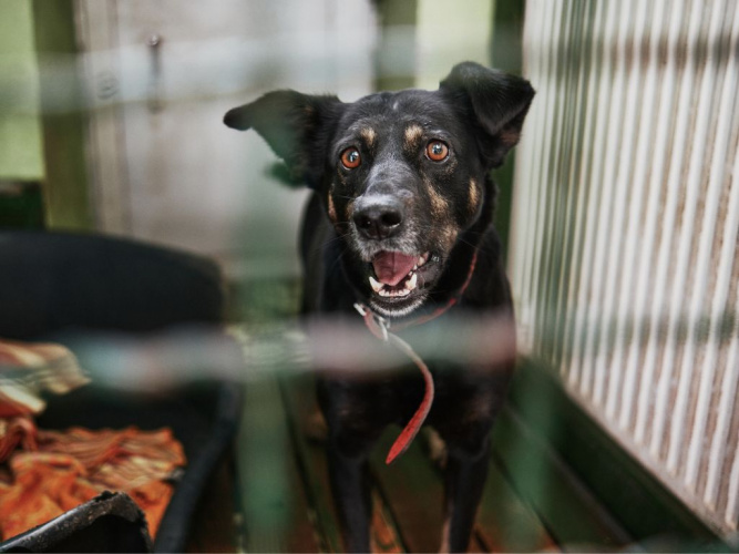 Så skapar du en trygg miljö för din omplaceringshund