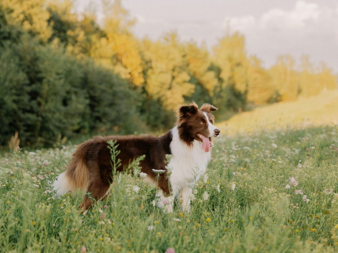 Pollenallergi hos hund