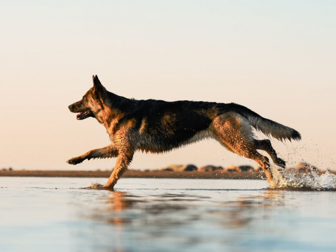 Aktivera din hund i sommarvärmen