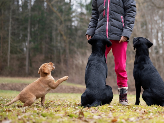 Kan hundar känna svartsjuka?