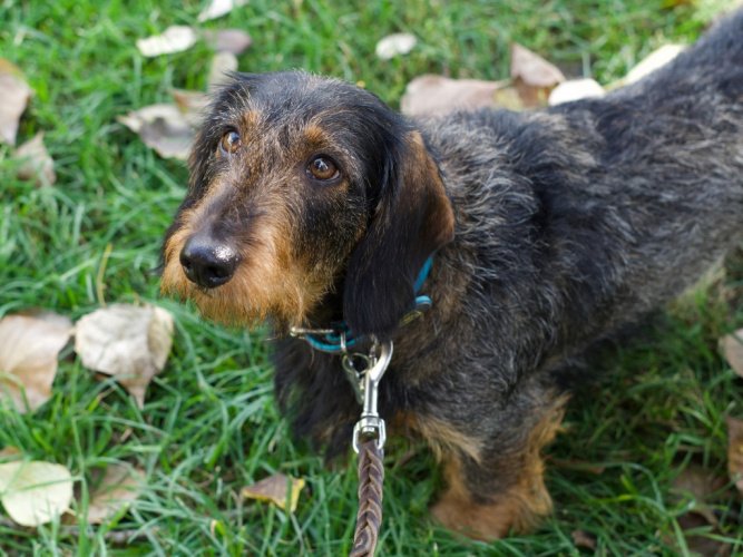 Livmoderinflammation (pyometra) hos hund