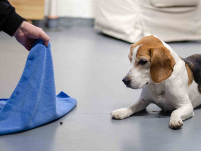 Aktivera hunden inomhus