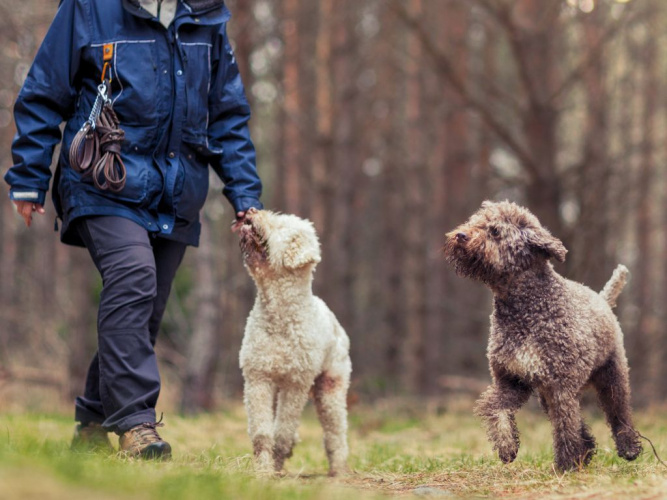 Träna inkallning med din hund