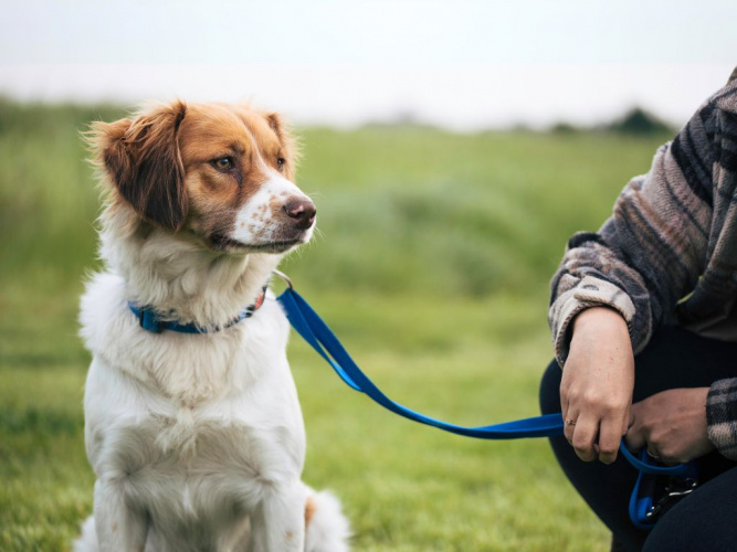Du glömmer väl inte bort hunden när vardagen drar igång?