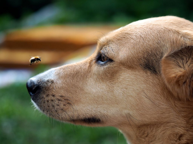 Behandla orm- och insektsbett