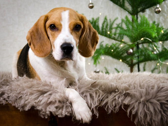 Julig kulig hjärngympa för vovven