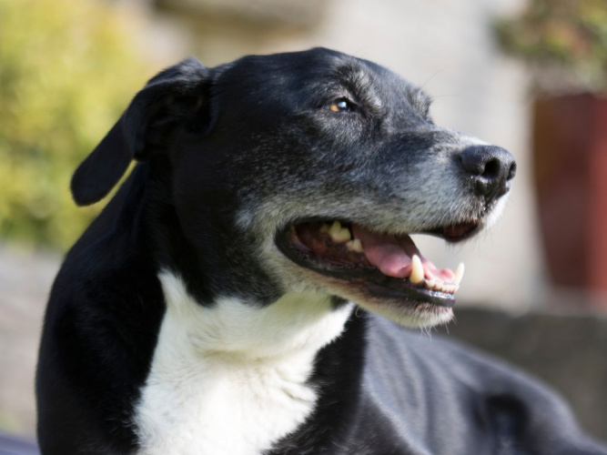 Att ta hand om senioren