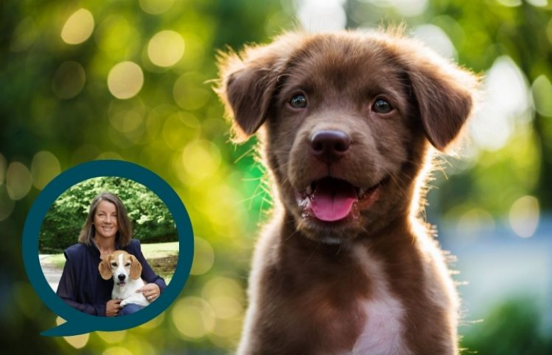 Frågor och svar på era valpfrågor