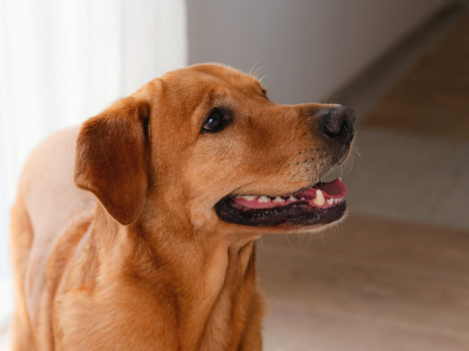 5 sätt att aktivera din hund med hundfoder