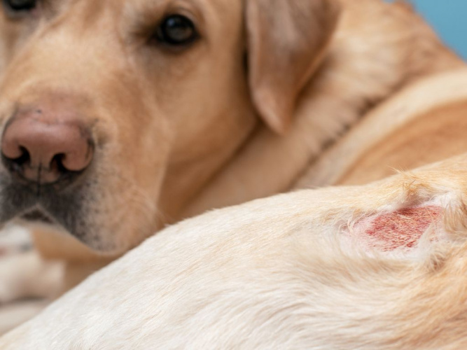 Vad är eksem hos hundar?
