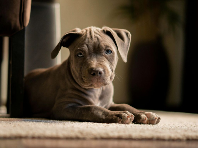 Så hjälper du din valp att klara ensamtid