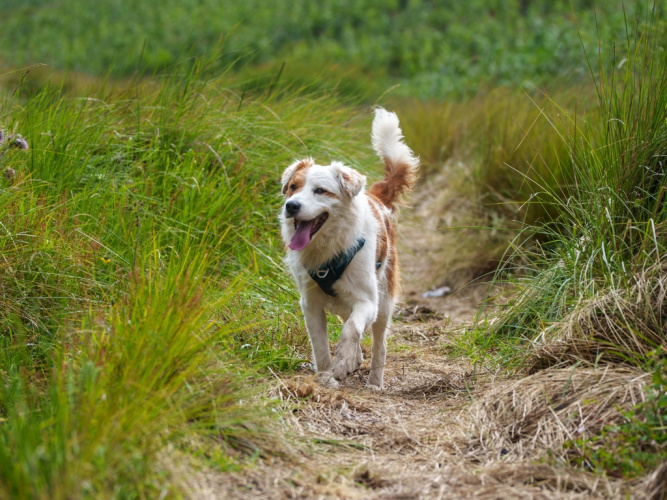 Hundens behov och berikning