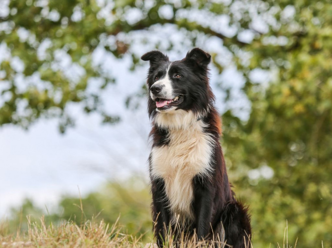 Vanliga myter om hundars hälsa