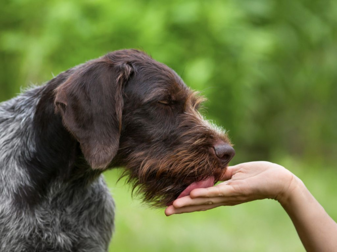 Varför slickar min hund på mig – och på allt möjligt?