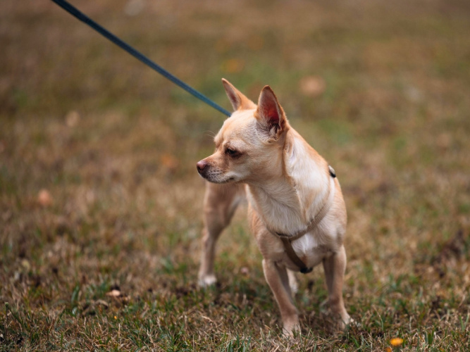 Hund som skakar eller darrar