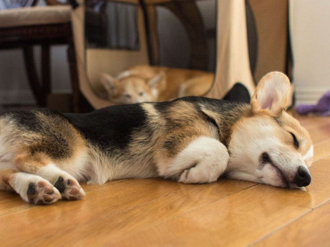 Hur mycket ska min hund sova?