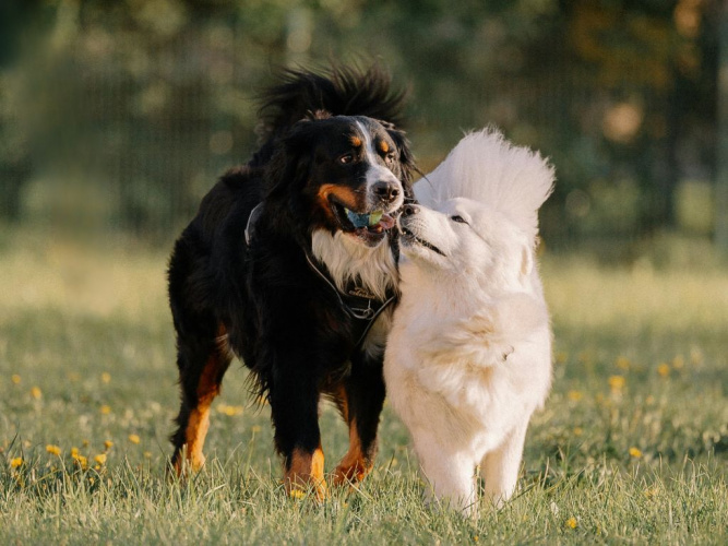 Lekens magi – därför är lek så viktig för din hund!