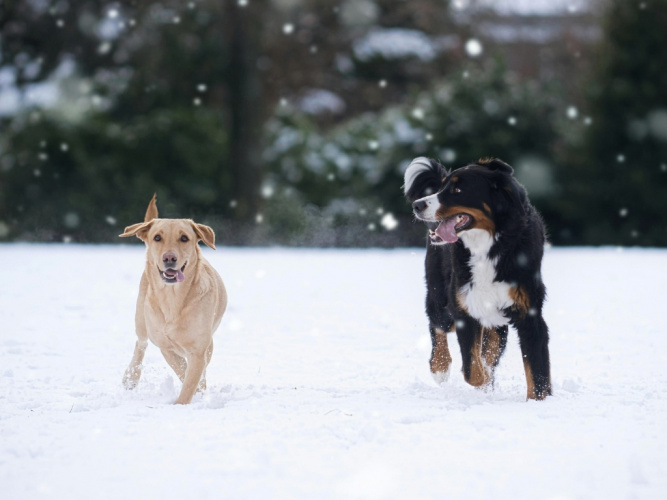 Sociala relationer i hundfamiljen
