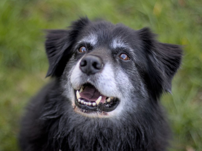 Vad behöver en äldre hund? Veterinärens guide till senioråren