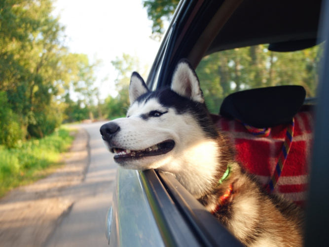 Så hjälper du din hund inför sommarresan