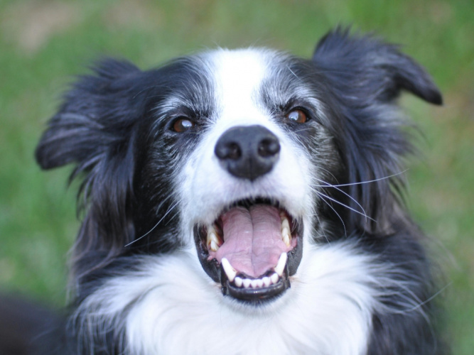 Tandlossning hos hund