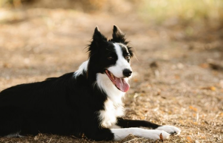 Hemestra med din hund