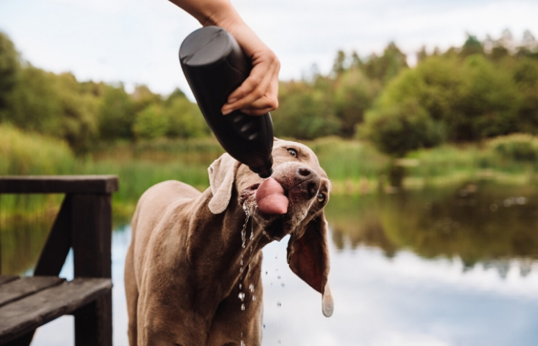 Så förhindrar du värmeslag hos din hund