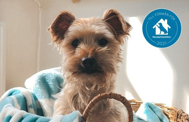 Från Ashton Pound till Täby - En kärlekshistoria