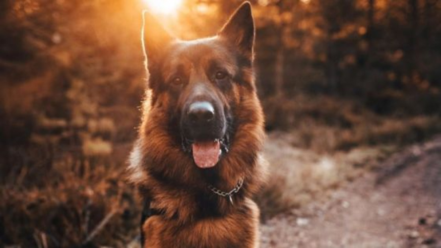 2-åriga schäfern Enzo - en av Sveriges största dogfluencers