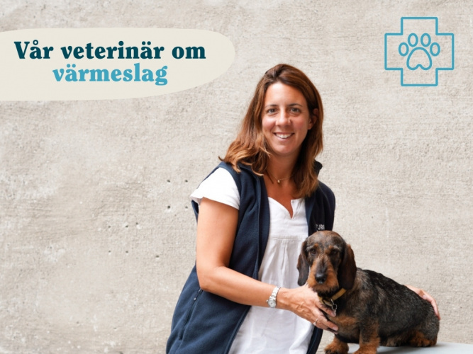 Vad ska du göra om din hund fått värmeslag