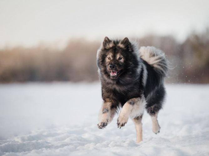 Vi svarar på vanliga hundfrågor!