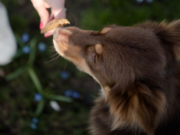 Vår hundpsykolog visar 5 olika typer av belöning