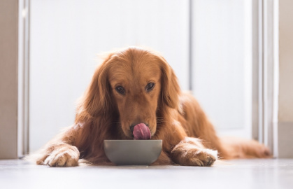 10 livsmedel som kan vara farliga för din hund