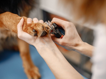 Din guide för kloklippning på hund