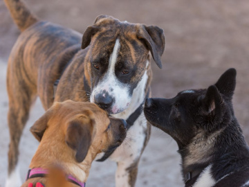 Hundpsykologen tipsar: Underlätta hundmöten