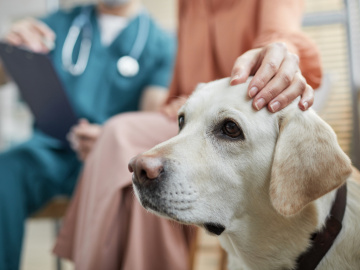 Varför ska min hund vaccineras?