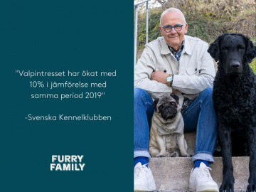 Svenska Kennelklubben om det ökade valpintresset