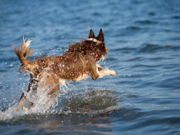 Vattensvans hos hund