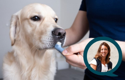 Tandsten hos hund - vår veterinär förklarar