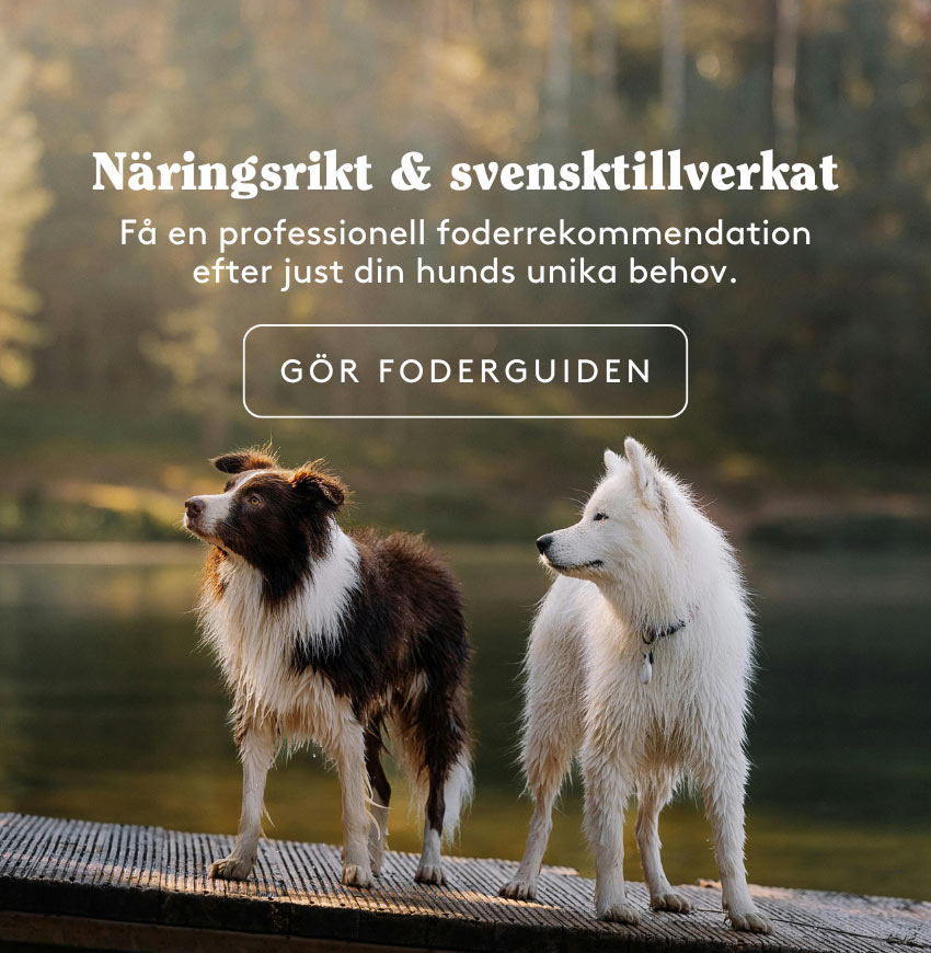 Furry Family