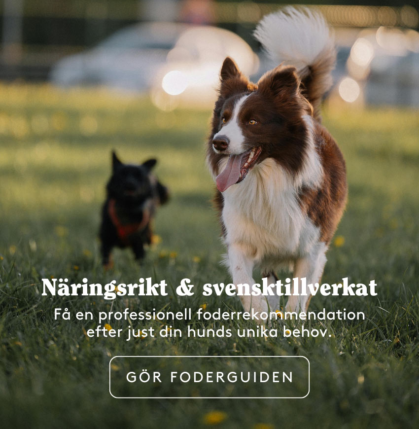 Furry Family