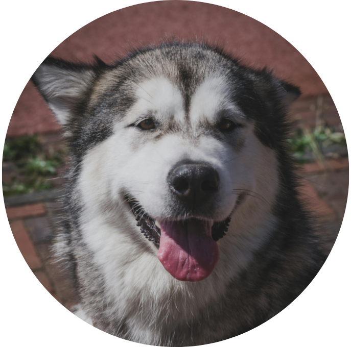 Alaskan Malamute